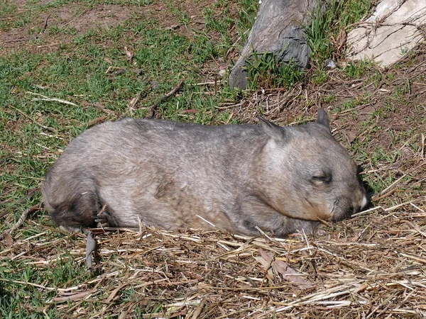 Wombat de perto — Fotografia de Stock