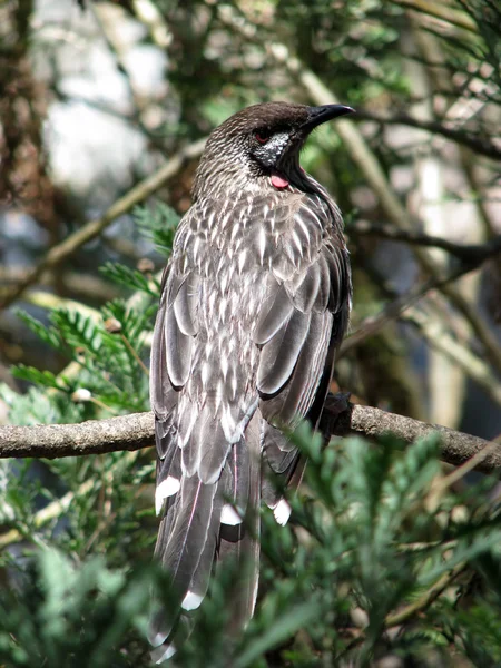 Ptak akacji — Zdjęcie stockowe