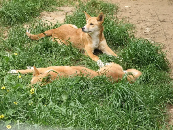 Stock image Two dingos