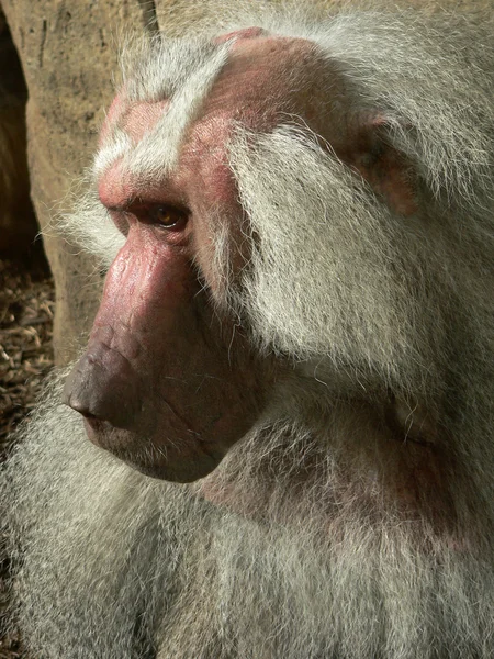 Velho babuíno — Fotografia de Stock
