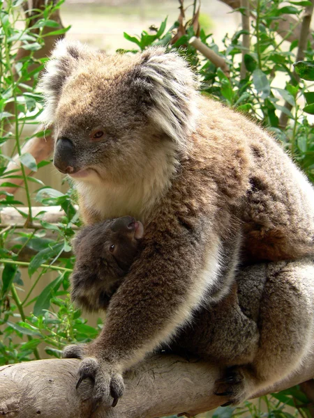 Australain Koala — Stok fotoğraf