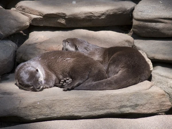 stock image Two otters