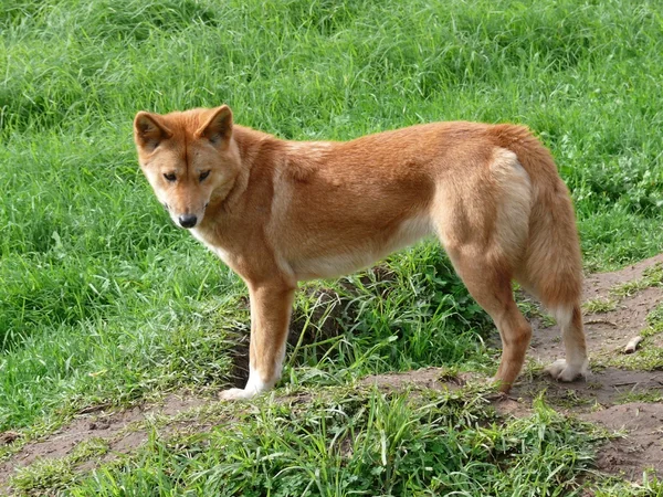 Altın dingo — Stok fotoğraf