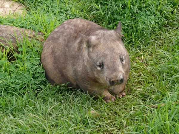 Australský wombat — Stock fotografie