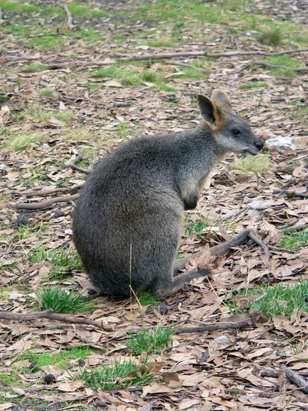 Träsk wallaby — Stockfoto