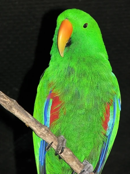 Eclectus papegoja — Stockfoto