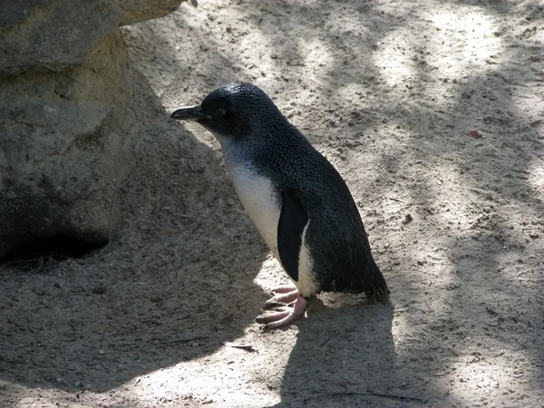 Fairy pingvin — Stockfoto