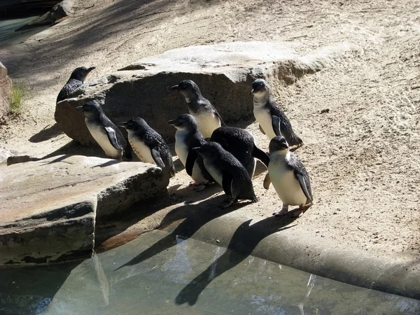 Fairy penguins — Stock Photo, Image