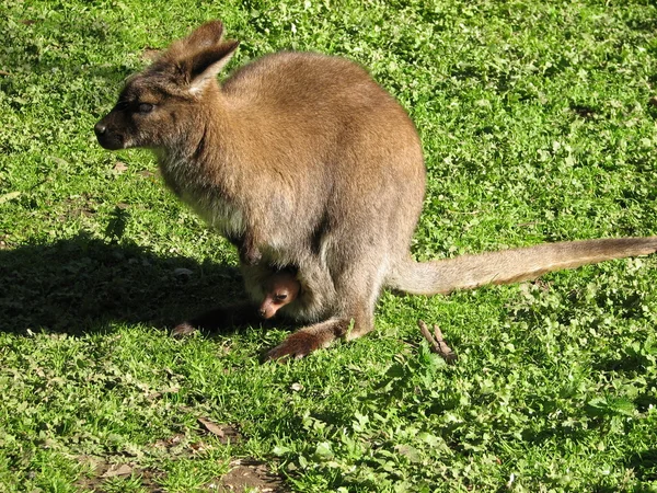 Wallaby de cuello rojo — Foto de Stock