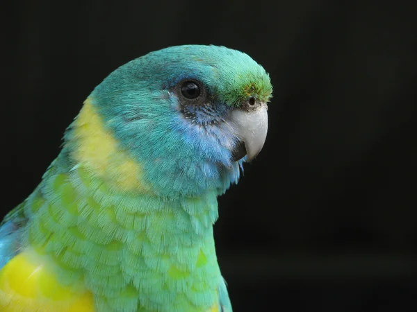 stock image Ring necked parrot