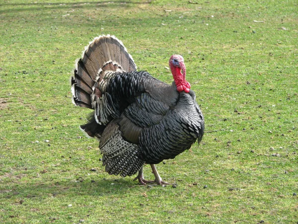Large turkey — Stock Photo, Image