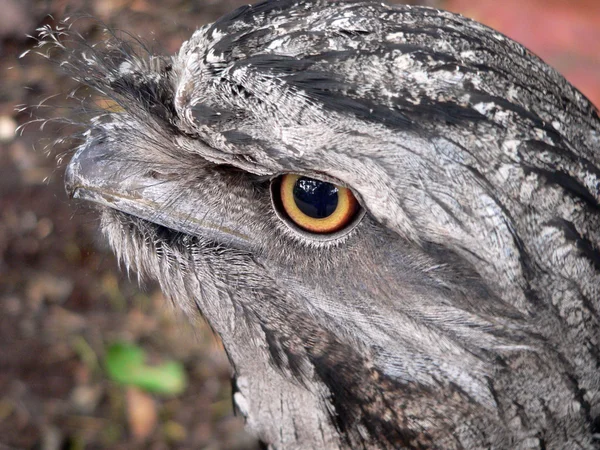 Stock image Tawny frogmouth