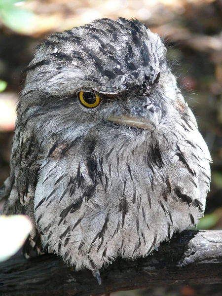 stock image Tawny frogmouth