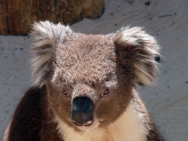 Australain Koala — Stock fotografie