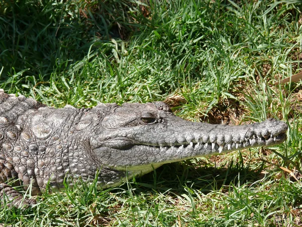 Crocodilo de perto — Fotografia de Stock