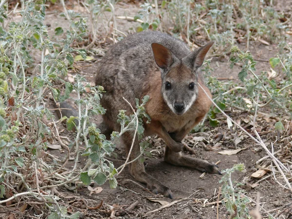 Parma wallaby — Fotografia de Stock