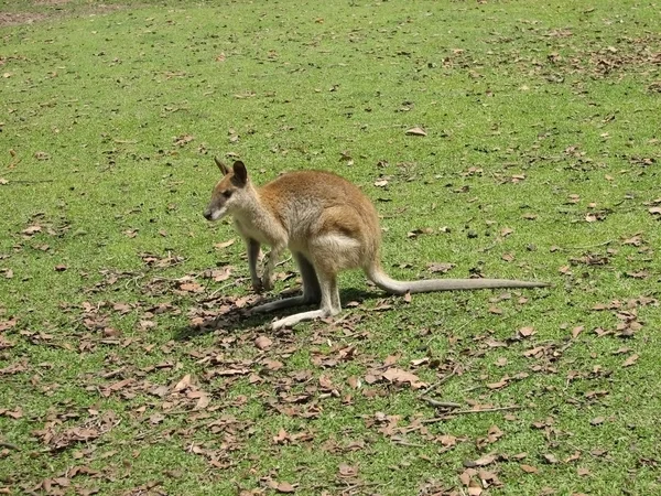Çevik wallaby — Stok fotoğraf