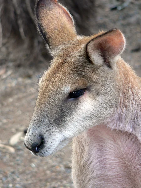 Çevik wallaby — Stok fotoğraf