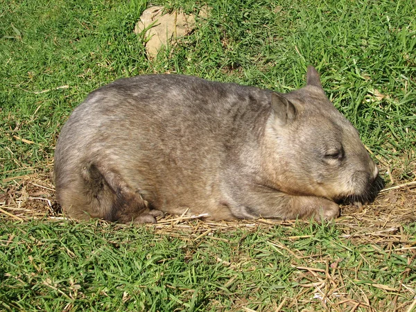 Wombat resting — Stock Photo, Image