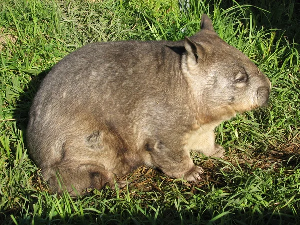 Wombat sidovy — Stockfoto