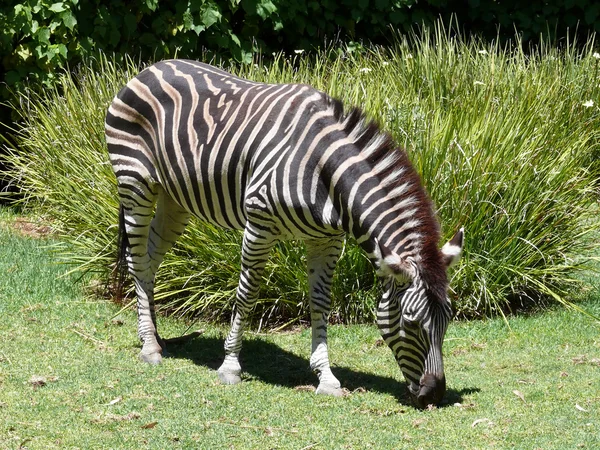 Zebra eten — Stockfoto