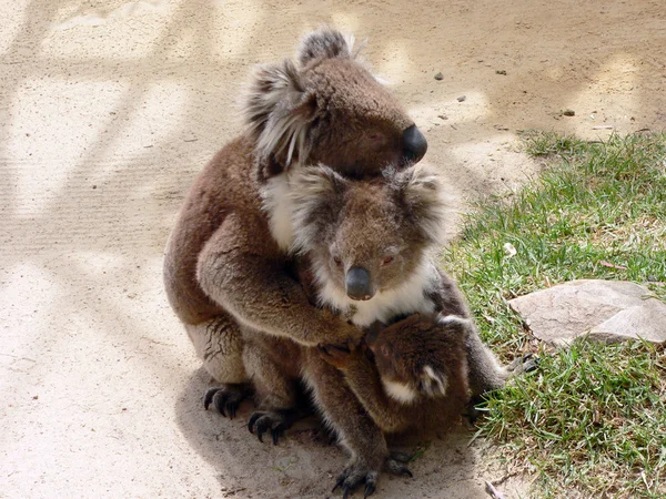 Umarmung der Koala-Familie Stockbild