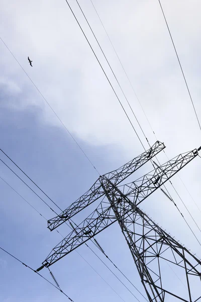Electric power line and bird — Stock Photo, Image