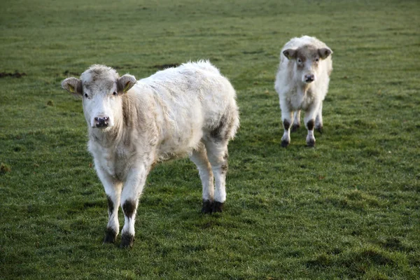 Két fehér calfs — Stock Fotó