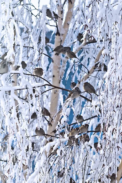 Pássaro árvores de inverno — Fotografia de Stock
