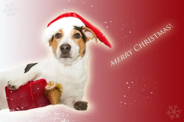 Christmas postcard with dog, gift, snow — Stock Photo, Image