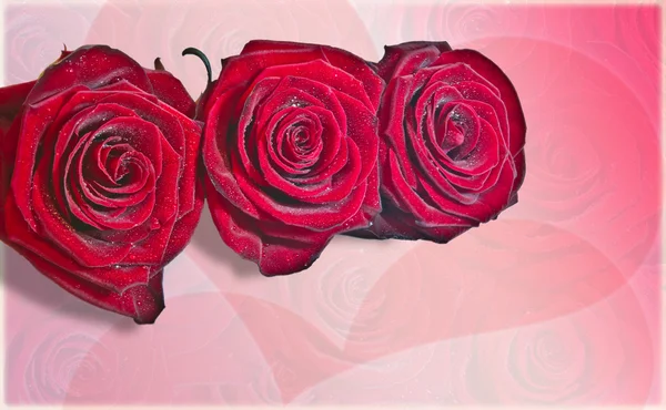 Roses red with 2 hearts on the background — Stock Photo, Image