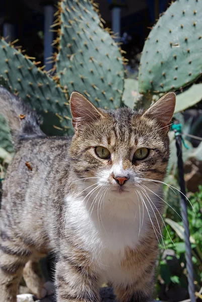 "cactus cat" — Stockfoto