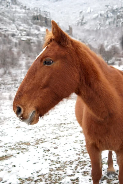 "Red horse in the winter" — Stock Photo, Image