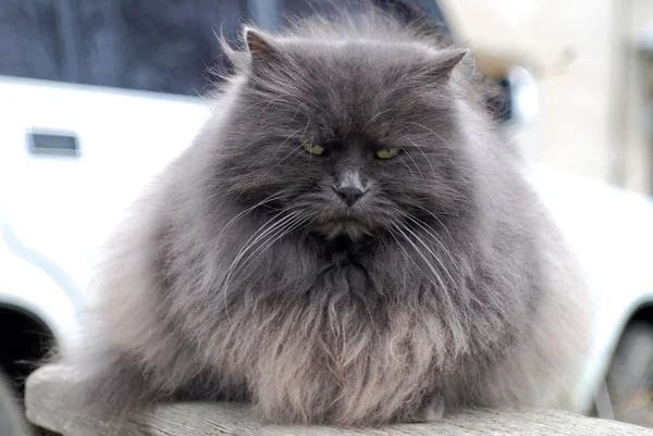 "graue flauschige Katze mit starrem Blick" — Stockfoto