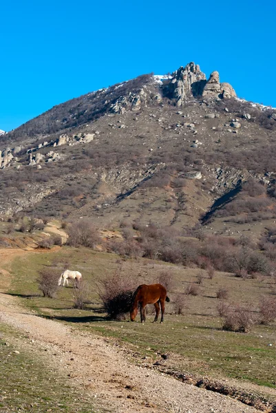 "Horses are grazed at bottom of mountains near a country road" — 图库照片
