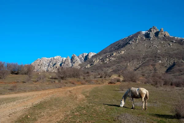 "Valkoinen hevonen lähellä maalaistietä vuorten juurella " — kuvapankkivalokuva