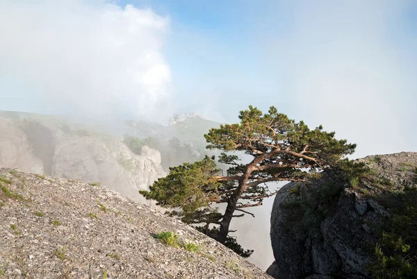 "Pine in rocks, clouds at top" — Zdjęcie stockowe