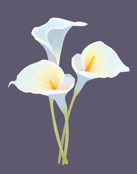 "Bouquet from three callas" — Stock Vector