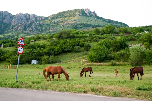 "The group of horses is grazed against mountains" — Stock Photo, Image