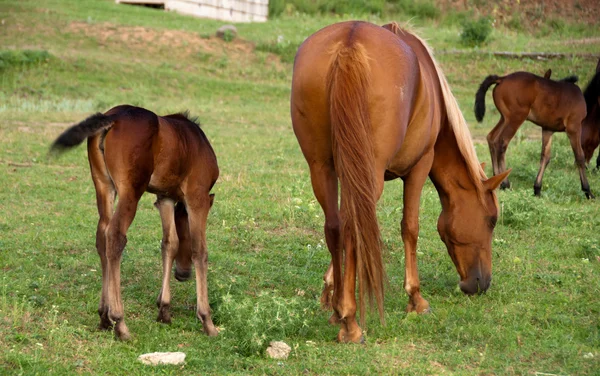 "Foal and mare on a pasture" — Stock Photo, Image
