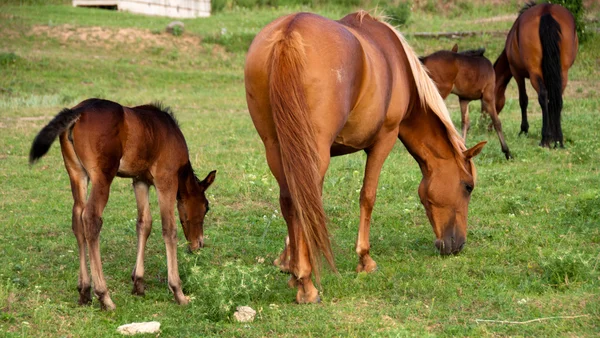 "The foal and mare eat a grass on a pasture" — Stock Photo, Image