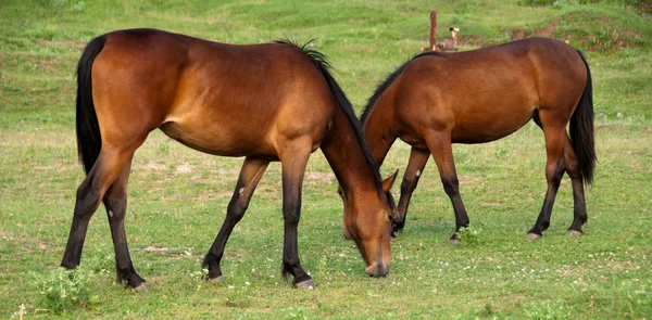 "Dois cavalos são pastados em uma grama verde " — Fotografia de Stock