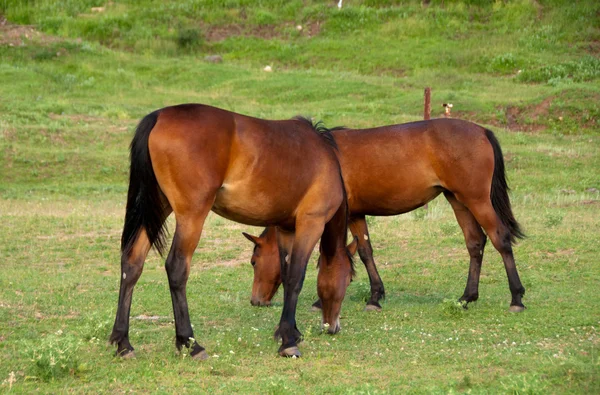 "Deux chevaux mangent une herbe sur un pâturage " — Photo