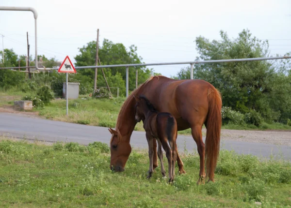 "A égua e o potro são pastados perto da estrada em um prado " — Fotografia de Stock