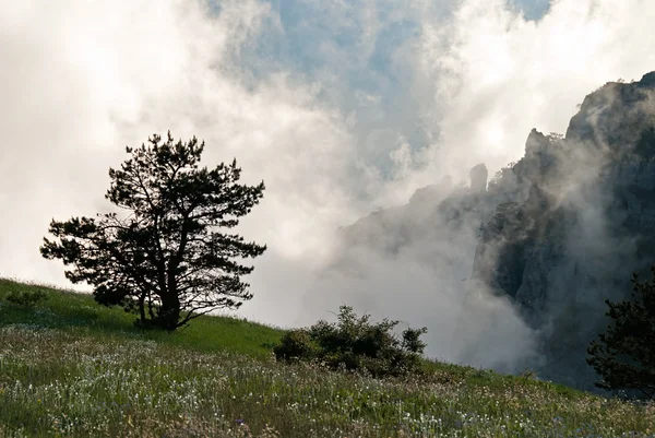 "Tree and bush on a slope of mountain and top in clouds" — 图库照片