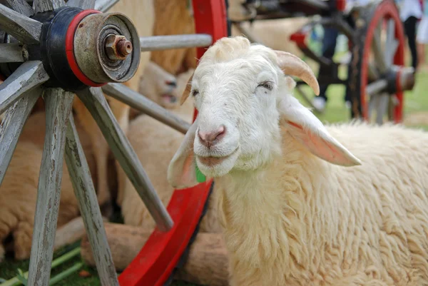 stock image Sheeps