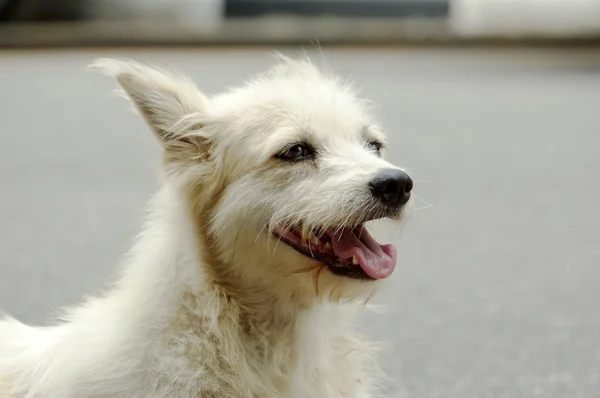 stock image White dog