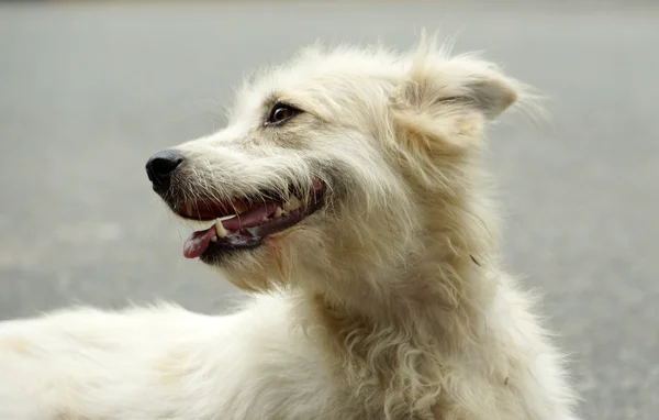 stock image White dog