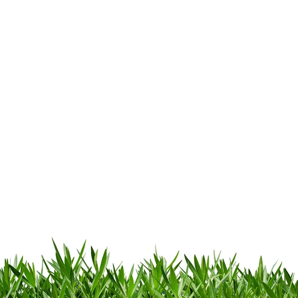 Texture dell'erba — Foto Stock