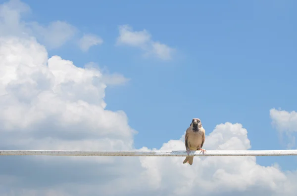 stock image Little bird